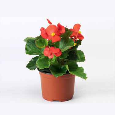 Begonia Benariensis Plant